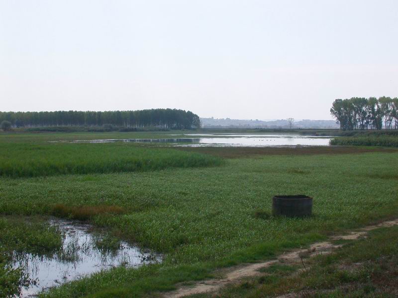 Padule di Fucecchio